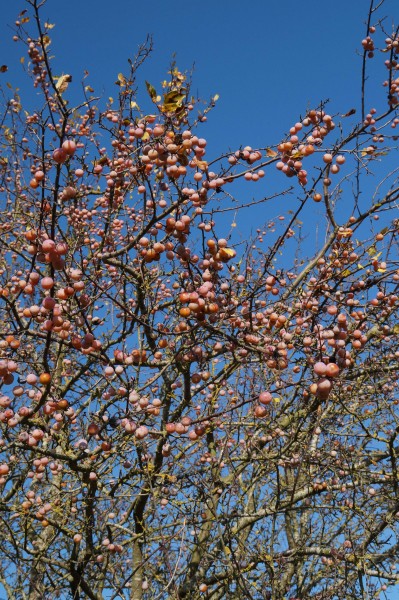 Fränkischer Zibartenbrand (Wildmirabellen)