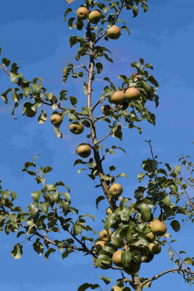 Fränkischer Hausbirnenbrand "Mollebusch"