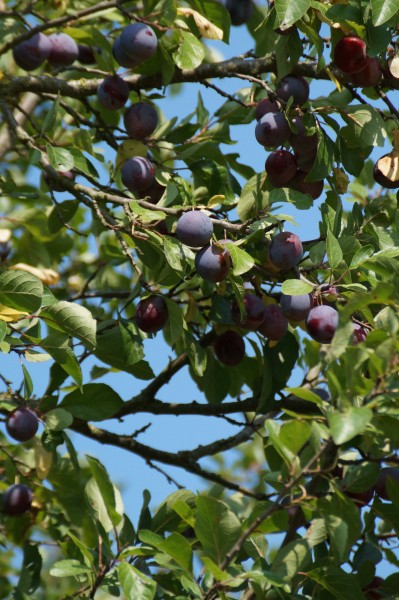 Fränkischer Pflaumenbrand