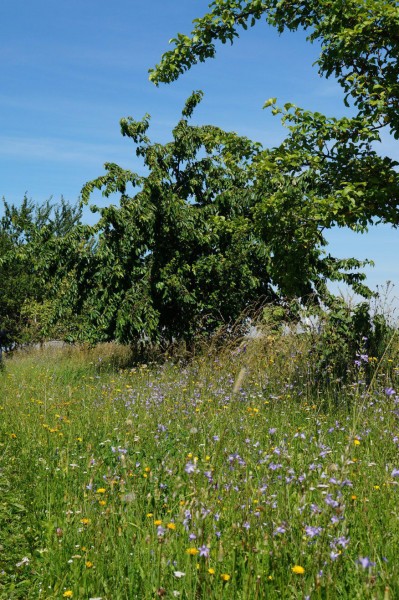 Fränkisches Kirschwasser