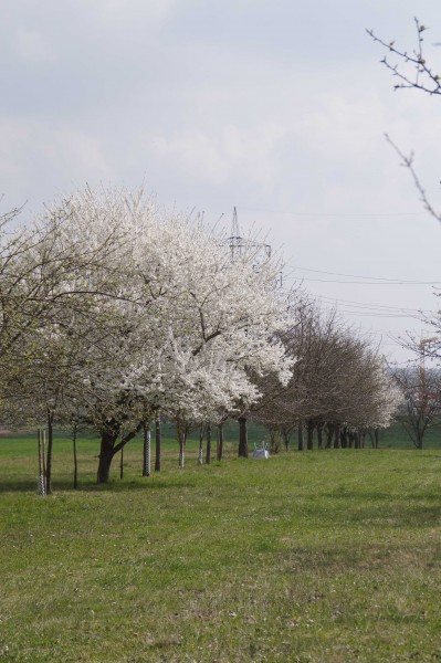 Fränkischer Pflaumenbrand