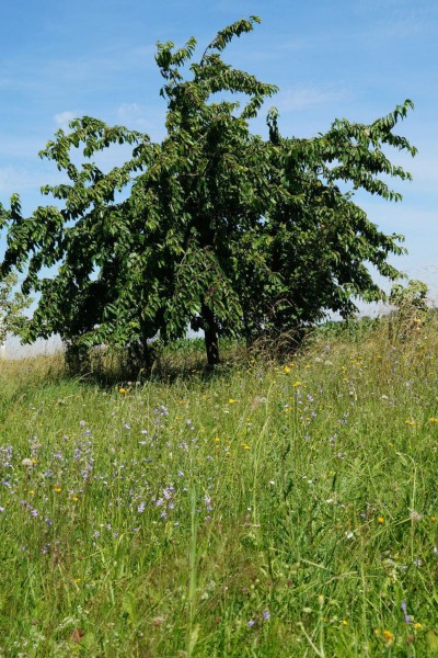Fränkisches Kirschwasser