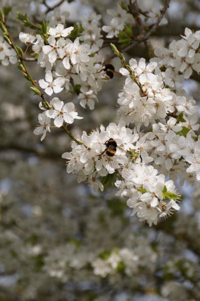 Fränkischer Pflaumenbrand