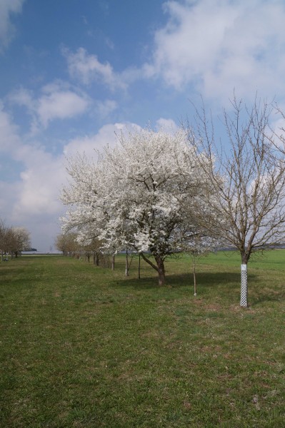 Fränkischer Pflaumenbrand