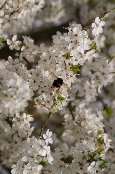 Fränkischer Pflaumenbrand