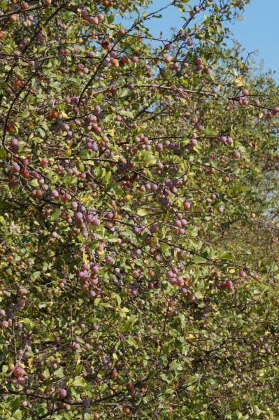 Fränkischer Zibartenbrand (Wildmirabellen)