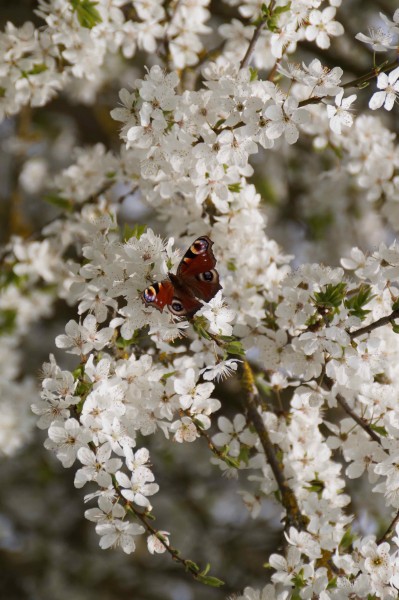 Fränkischer Pflaumenbrand