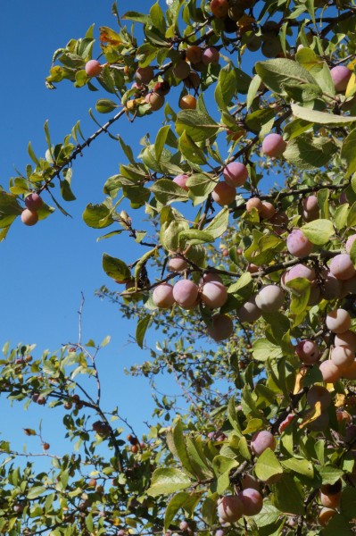 Fränkischer Zibartenbrand (Wildmirabellen)