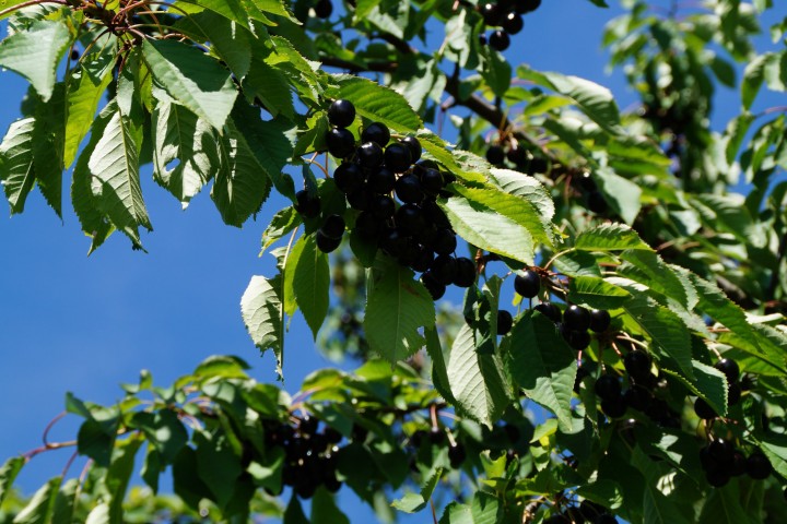 Fränkisches Kirschwasser