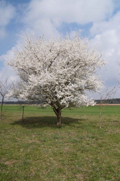 Fränkischer Pflaumenbrand