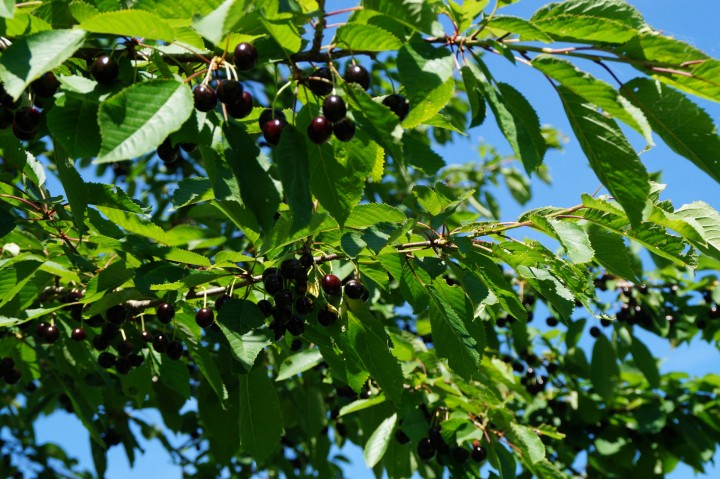 Fränkisches Kirschwasser